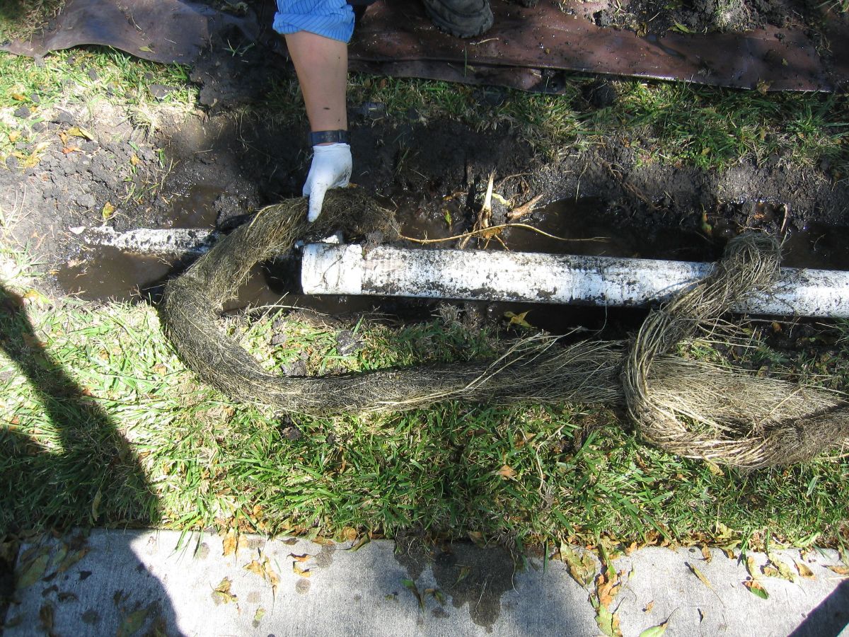 How To Get Rid Of Tree Roots In Your Sewer Line